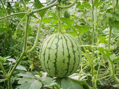 西瓜的种类及种植方法