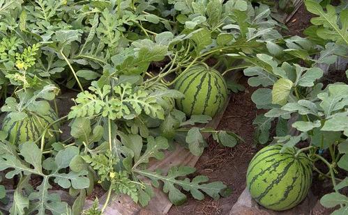西瓜籽有什么功效和作用