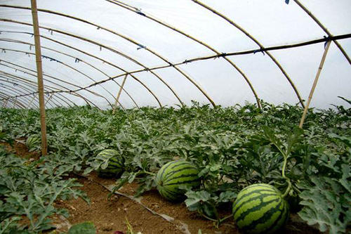设施蔬菜大棚西瓜高温管理制度
