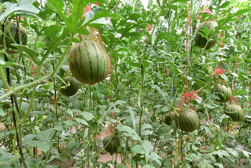 只要品种选对,西瓜也是可以在冬天种植的